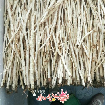 沙参