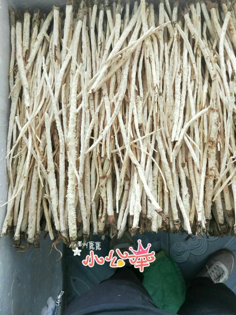 沙参