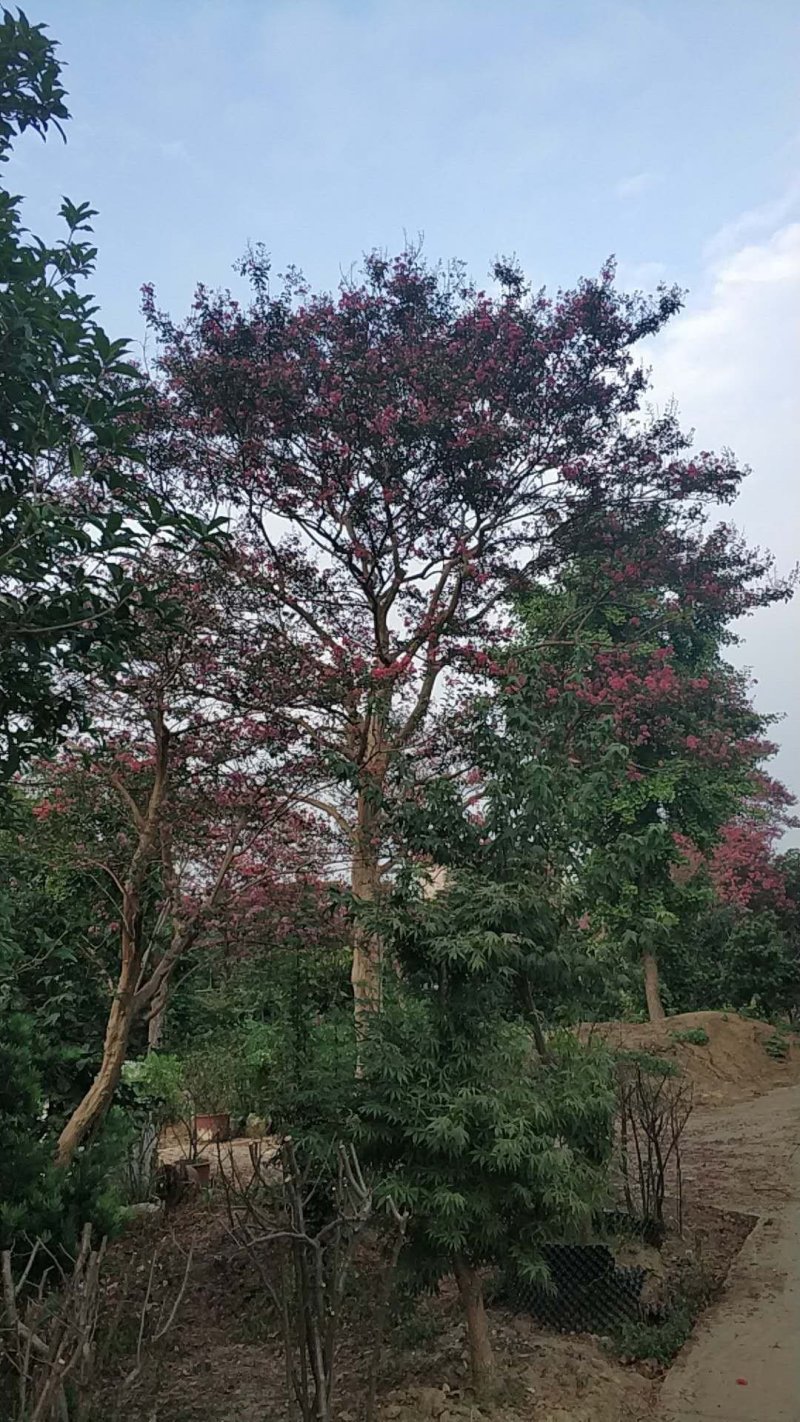 红花紫薇