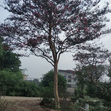 红花紫薇