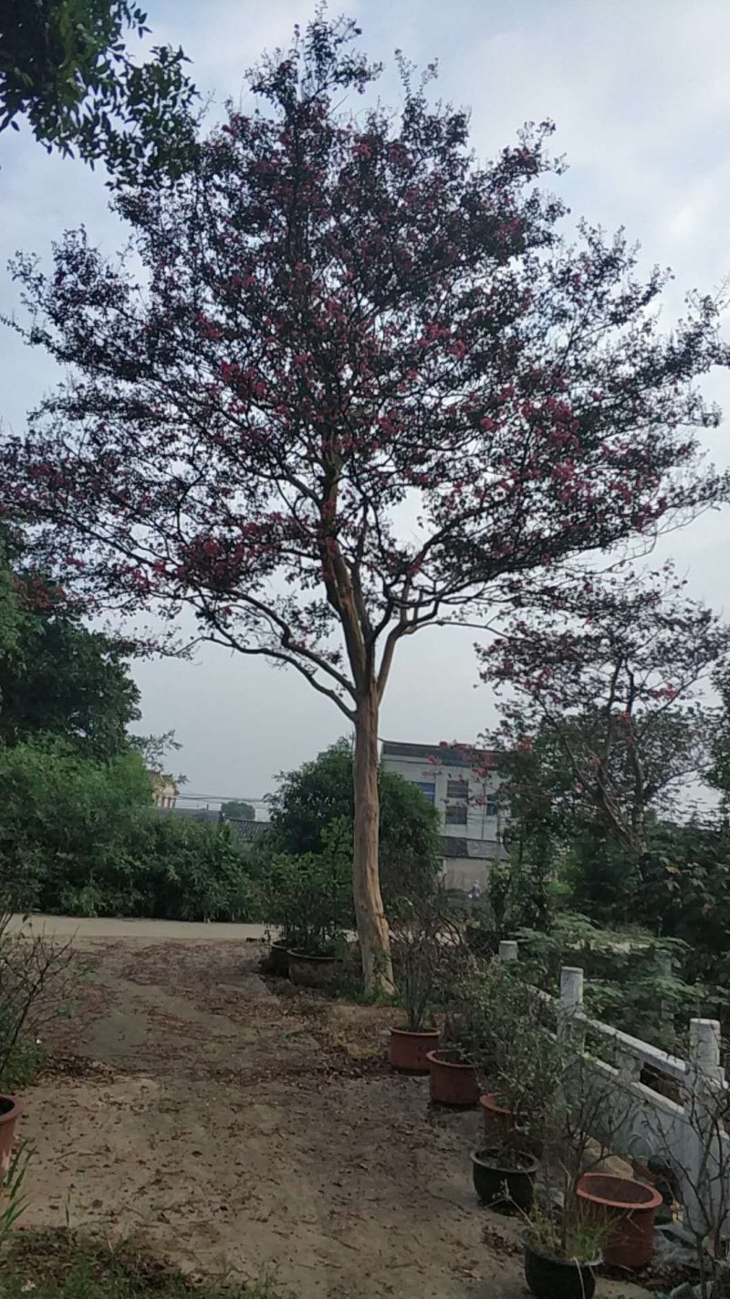 红花紫薇