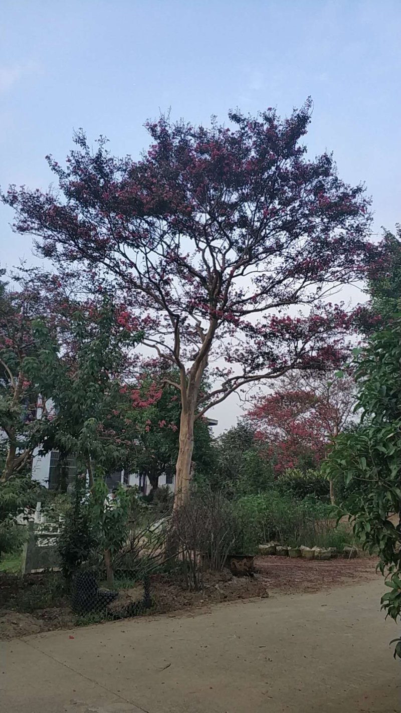 红花紫薇