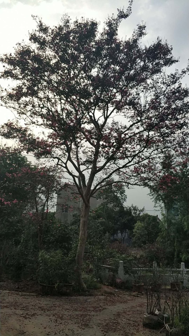 红花紫薇