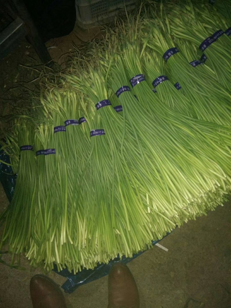 冷库保鲜蒜薹白帽，红帽精品包装！质量始终如一！全国发