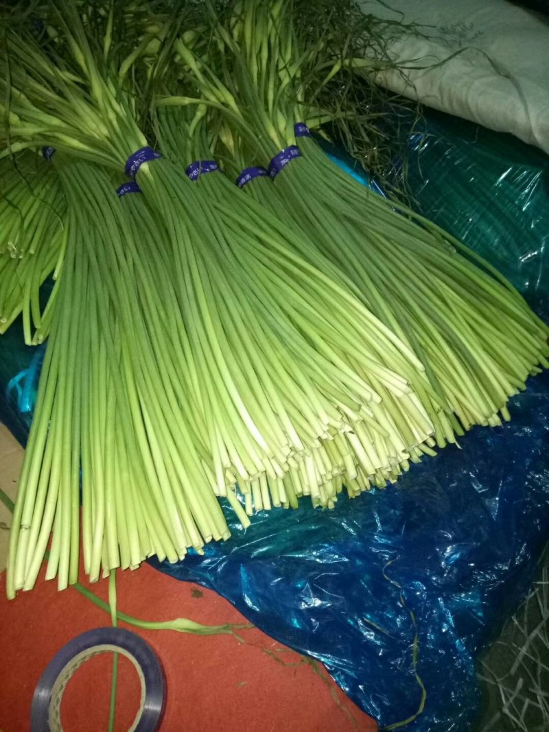 冷库保鲜蒜薹白帽，红帽精品包装！质量始终如一！全国发