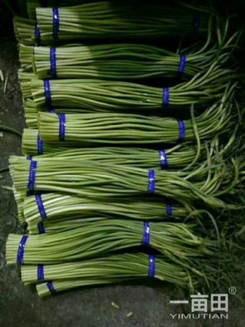 冷库保鲜蒜薹白帽，红帽精品包装！质量始终如一！全国发