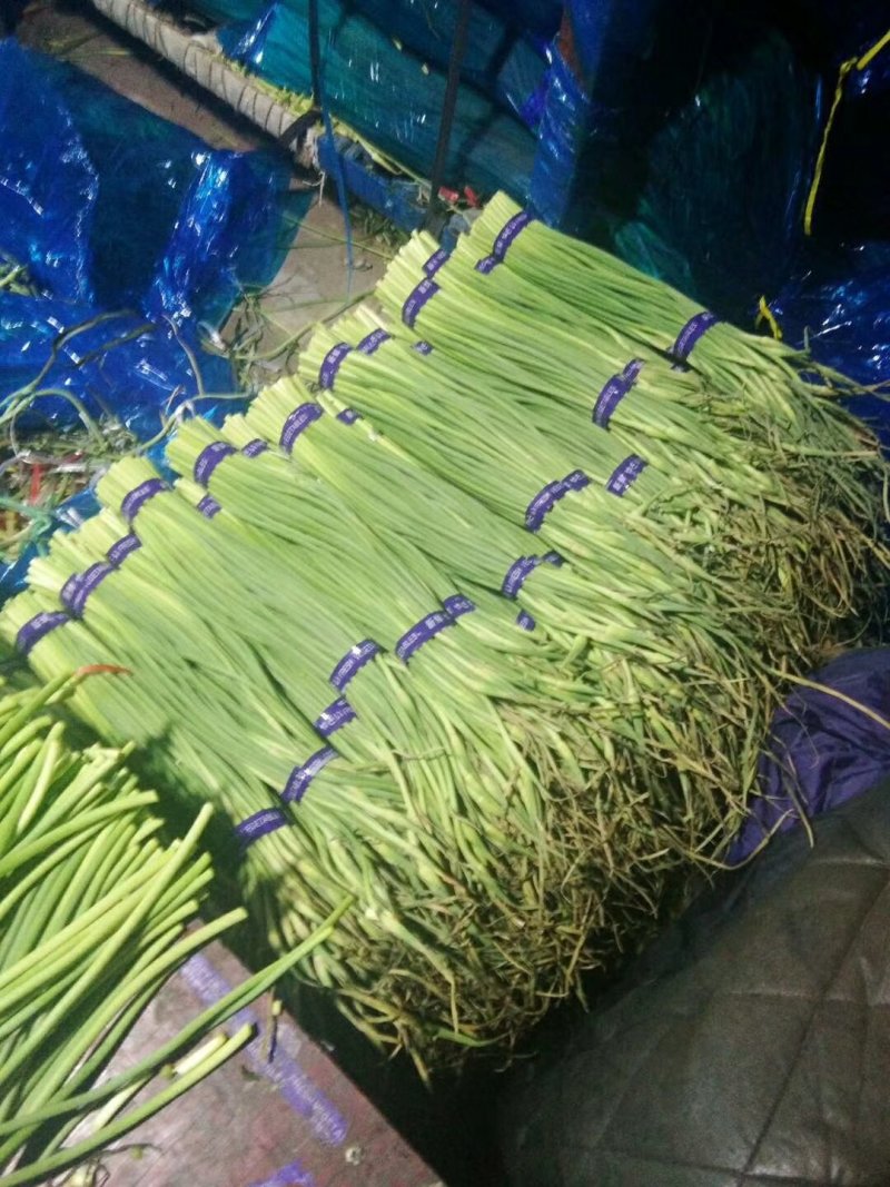 冷库保鲜蒜薹白帽，红帽精品包装！质量始终如一！全国发