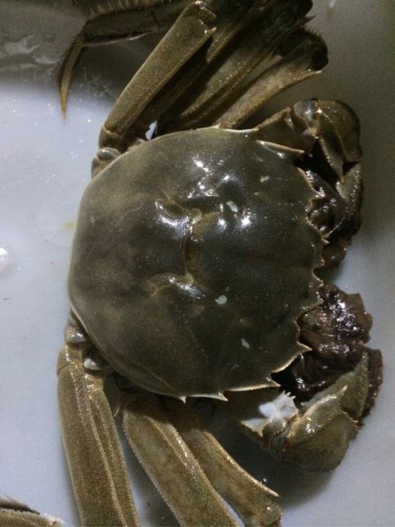 河蟹
