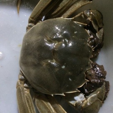 河蟹