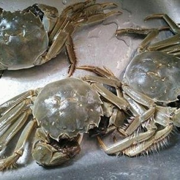 河蟹