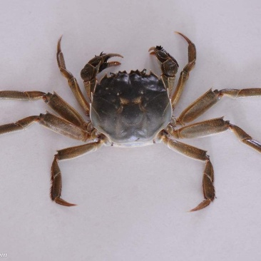 河蟹