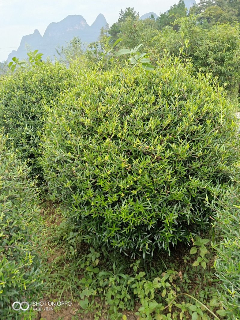 红继木球