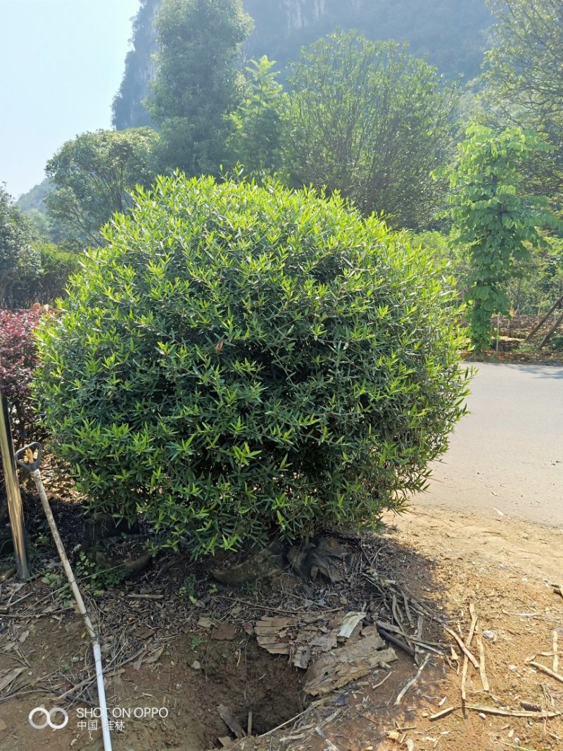 红继木球