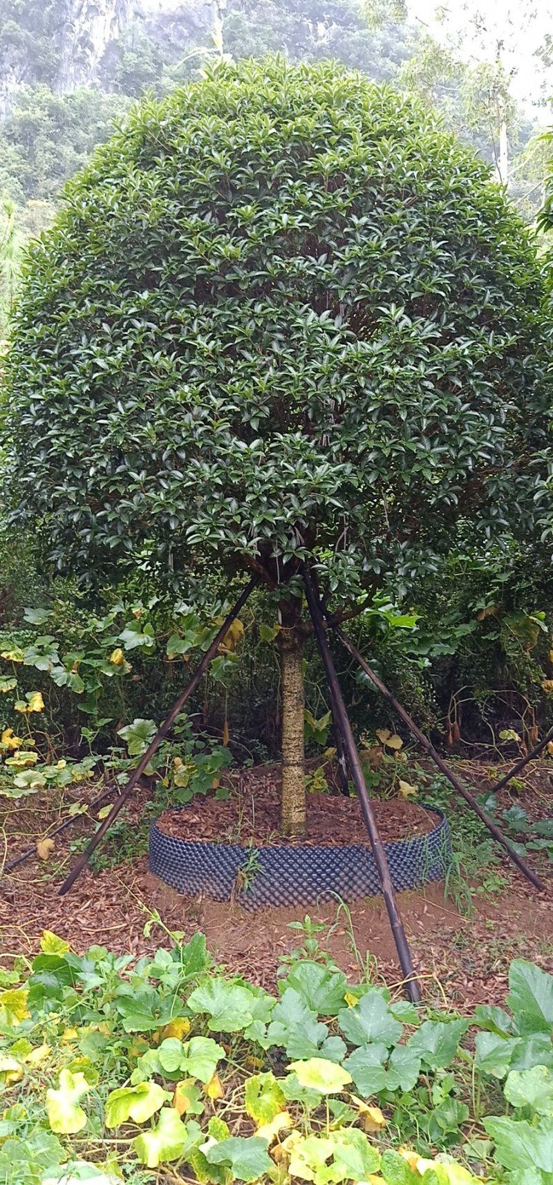 红继木球