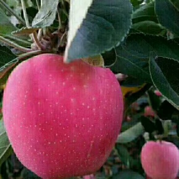 山东优质红星苹果基地，货源充足，保质保量