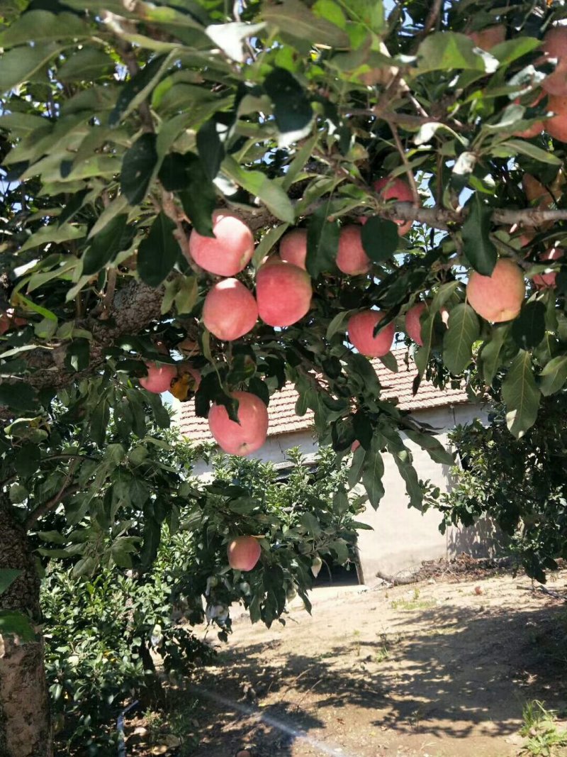 山东优质红星苹果基地，货源充足，保质保量