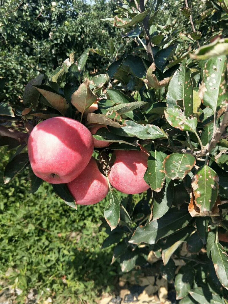 山东优质红星苹果基地，货源充足，保质保量