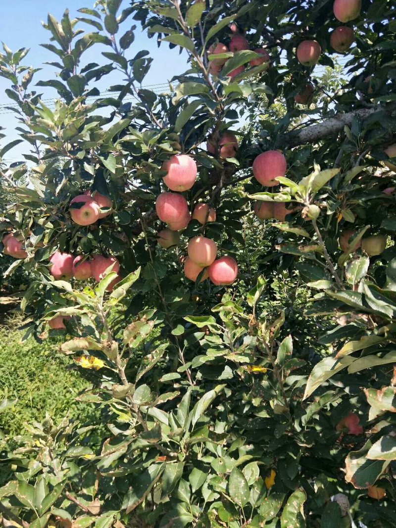 山东优质红星苹果基地，货源充足，保质保量