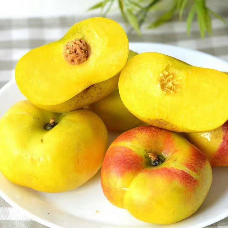桃树苗