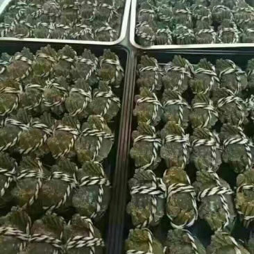 大闸蟹