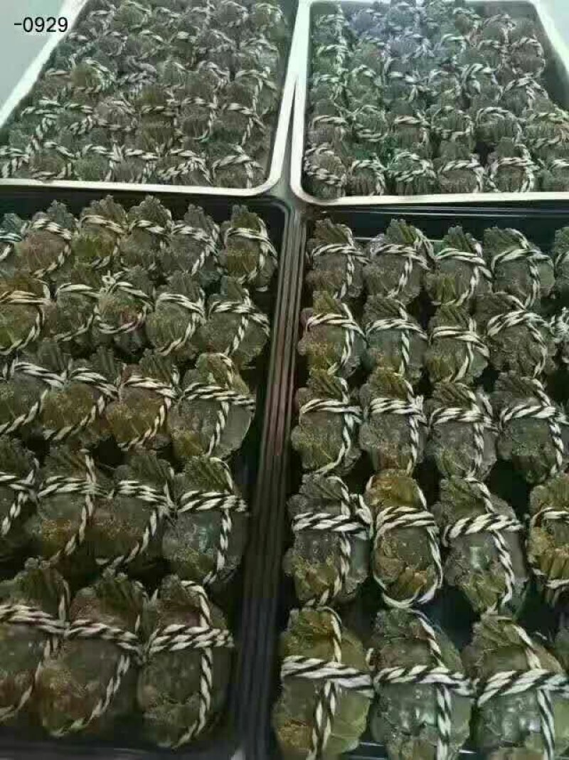大闸蟹