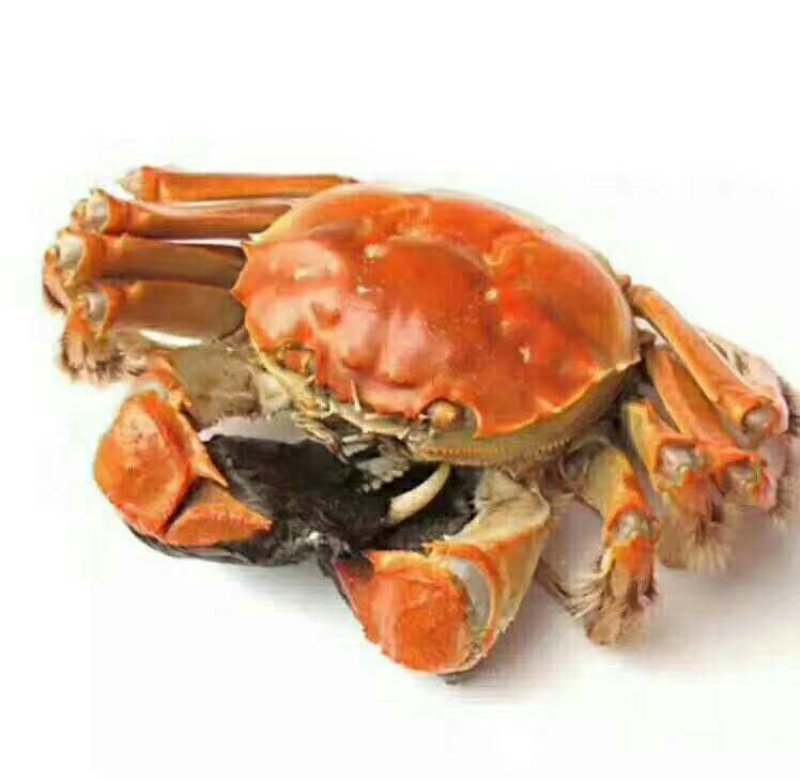 大闸蟹