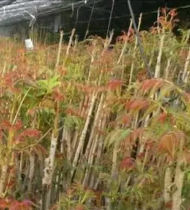 香椿苗