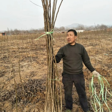 3公分核桃苗河北石家庄赞皇