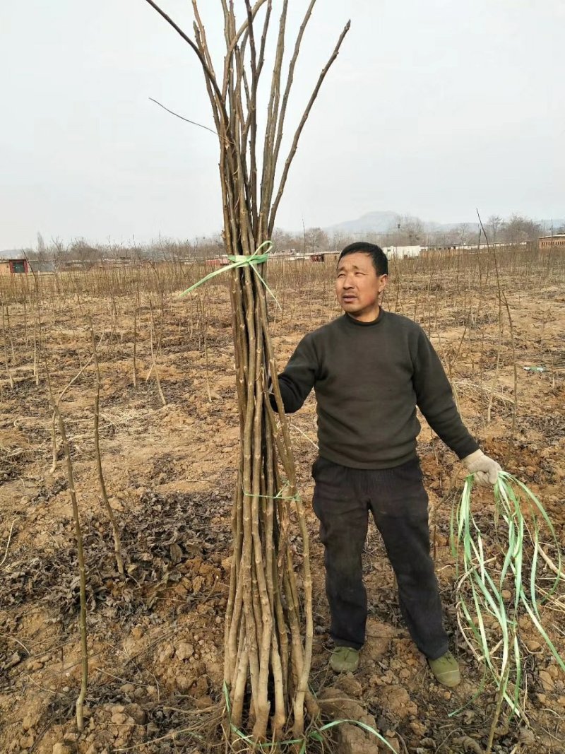 3公分核桃苗河北石家庄赞皇