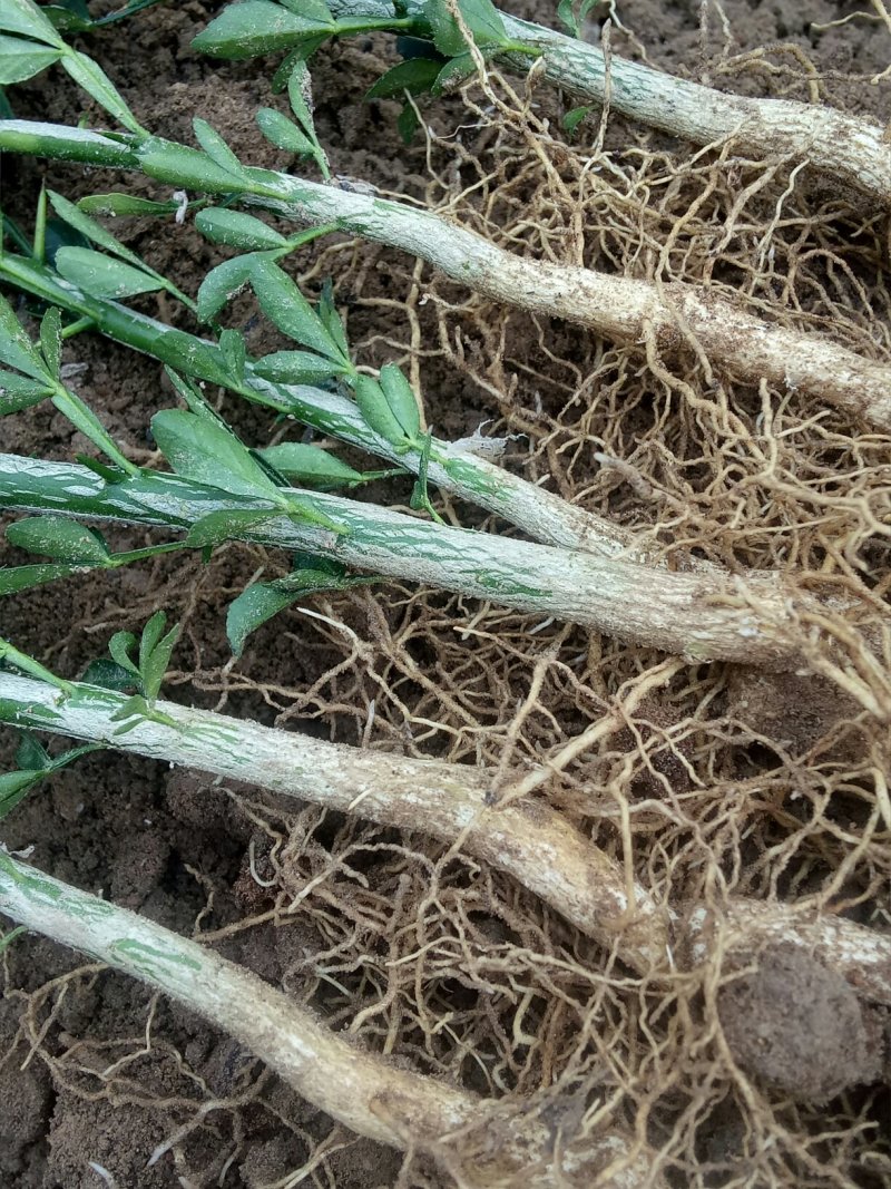 枸橘苗子，货原充足，保质保量，也叫臭杞，积克苗子。
