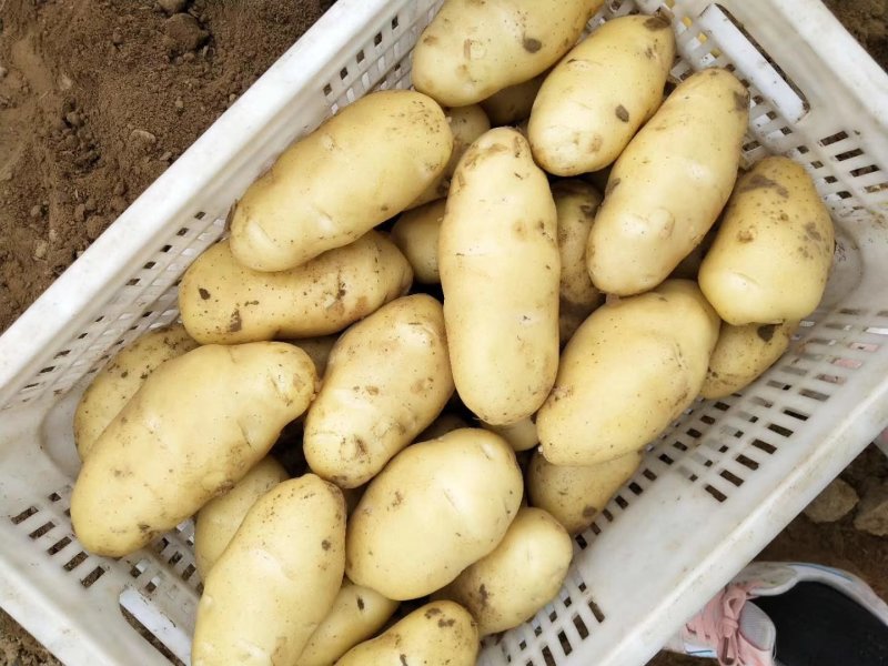 山东土豆荷兰十五土豆产地直供质量保证袋子箱子都有
