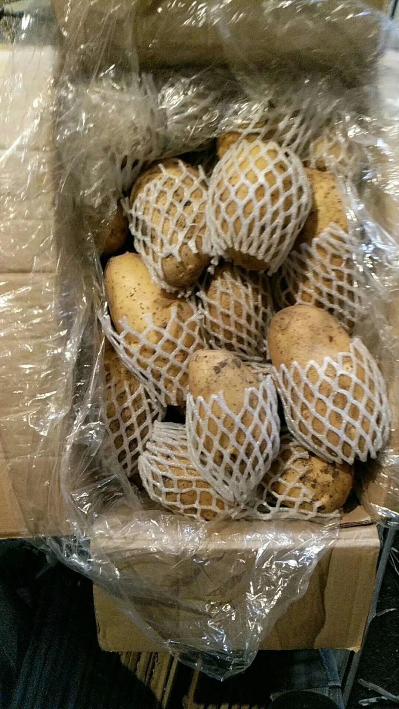 山东土豆荷兰十五土豆产地直供质量保证袋子箱子都有