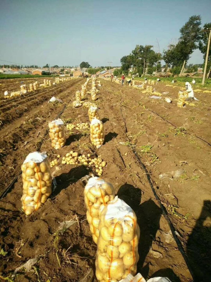 吉林优质黄心土豆：品种齐全，杠三七，延薯，黄金薯，荷兰等