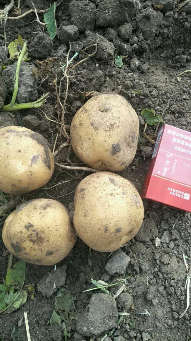 吉林优质黄心土豆：品种齐全，杠三七，延薯，黄金薯，荷兰等