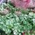 大叶香菜陆续上市