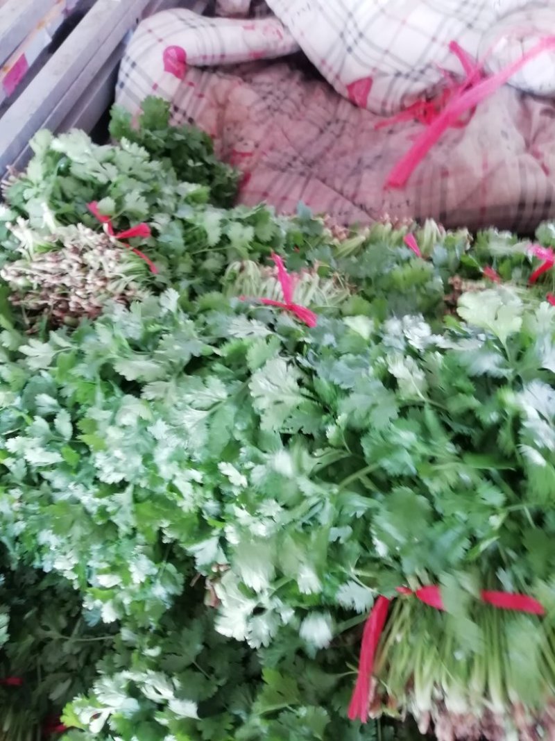 大叶香菜陆续上市