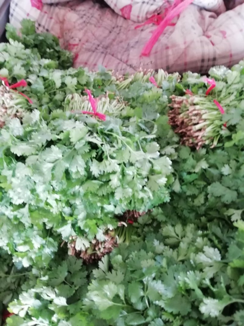 大叶香菜陆续上市