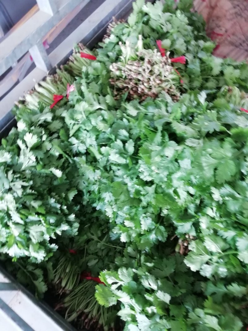 大叶香菜陆续上市