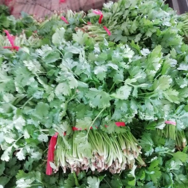 大叶香菜陆续上市