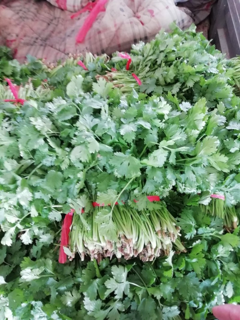大叶香菜陆续上市