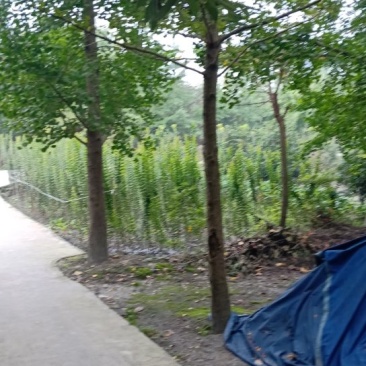 提供各类银杏树规格15公分350。自己田头的。欢迎来电。