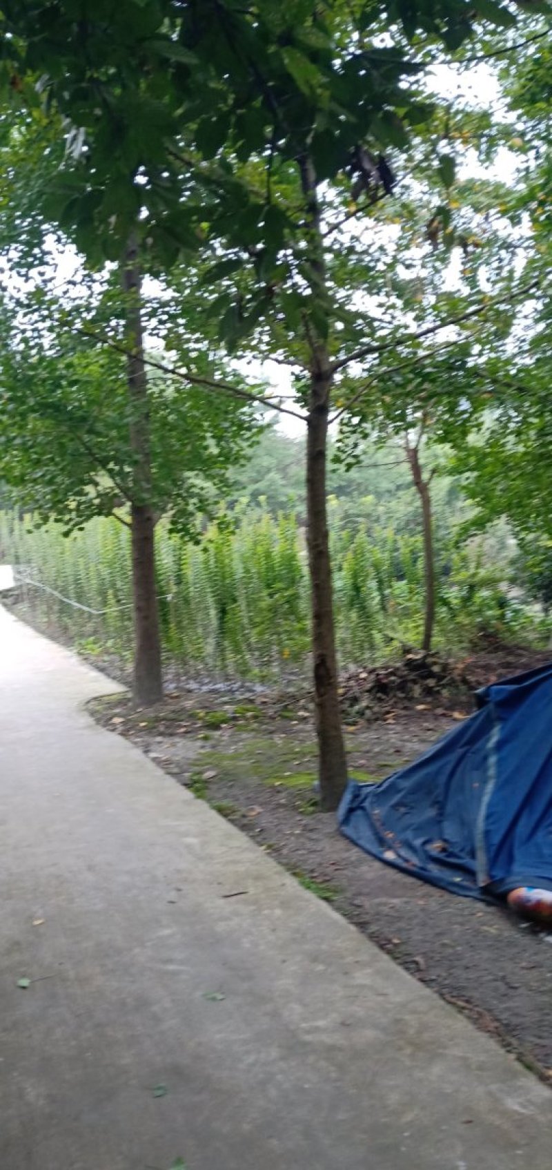 提供各类银杏树规格15公分350。自己田头的。欢迎来电。