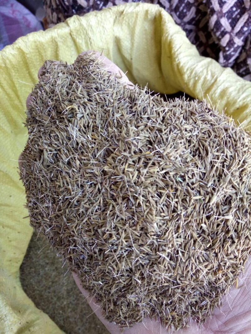 18年的新蒲公英子质量好，高产发芽率高。