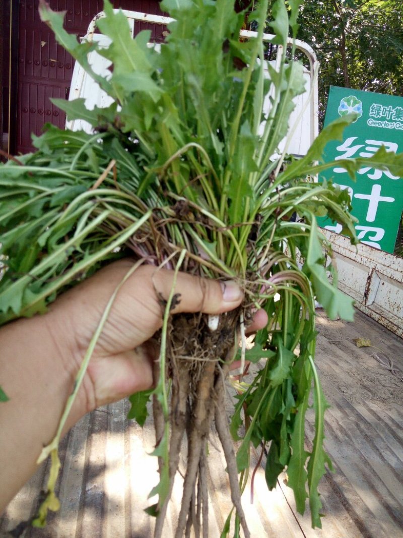 18年的新蒲公英子质量好，高产发芽率高。