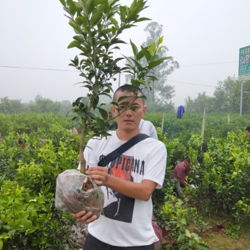 爱媛38号苗
