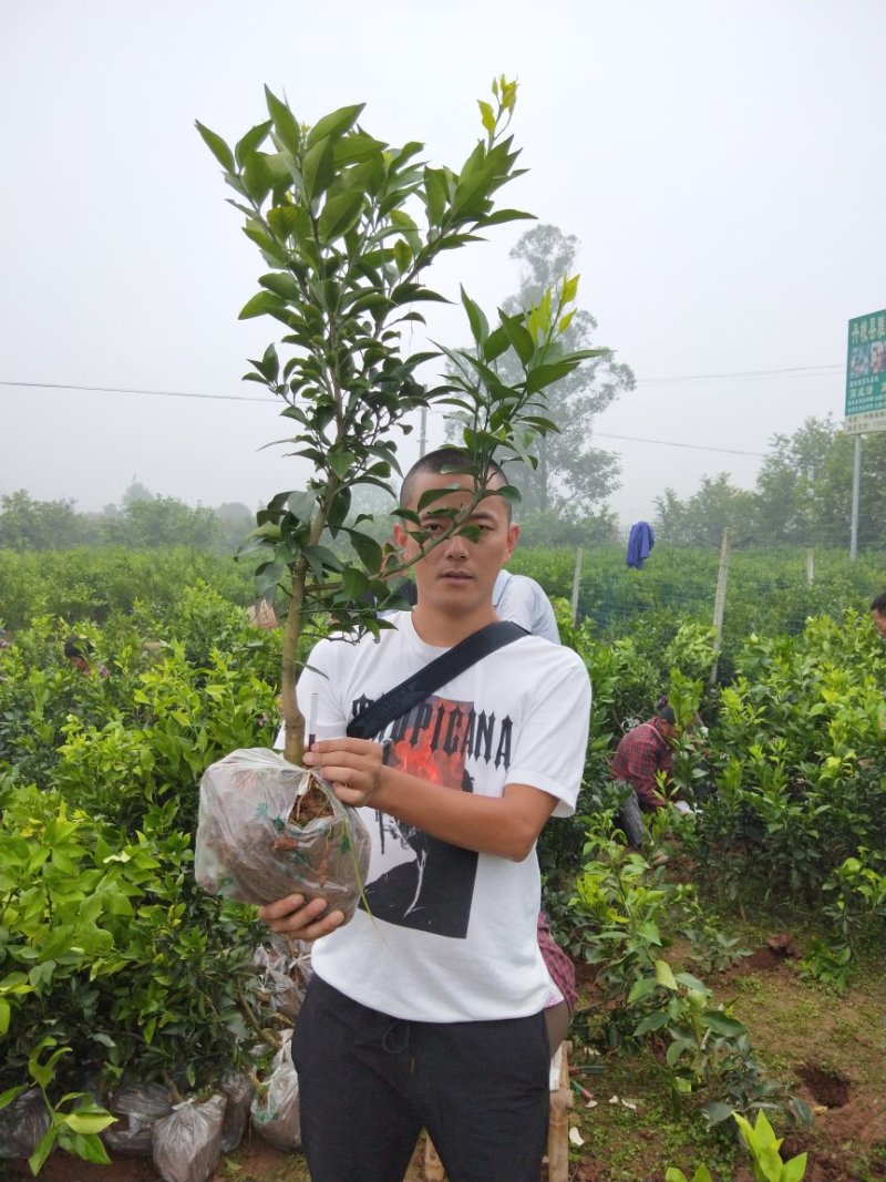 爱媛38号苗