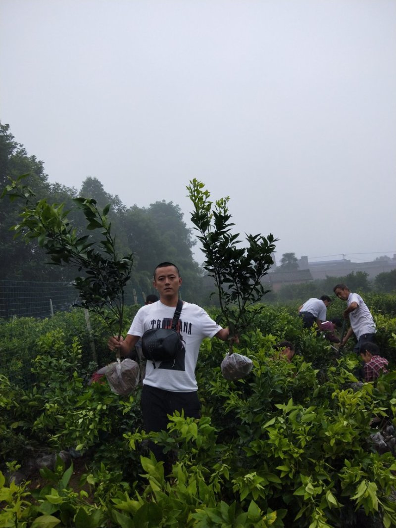 爱媛38号苗