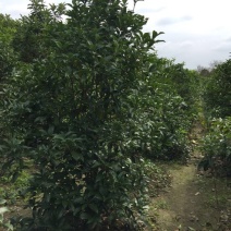 桂花树，丛生桂花，高杆桂花，金桂花，独杆桂花，规格其全