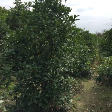 桂花树，丛生桂花，高杆桂花，金桂花，独杆桂花，规格其全