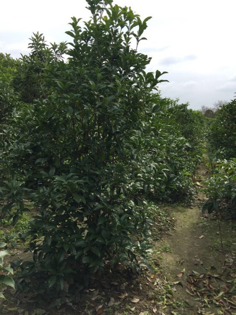 桂花树，丛生桂花，高杆桂花，金桂花，独杆桂花，规格其全